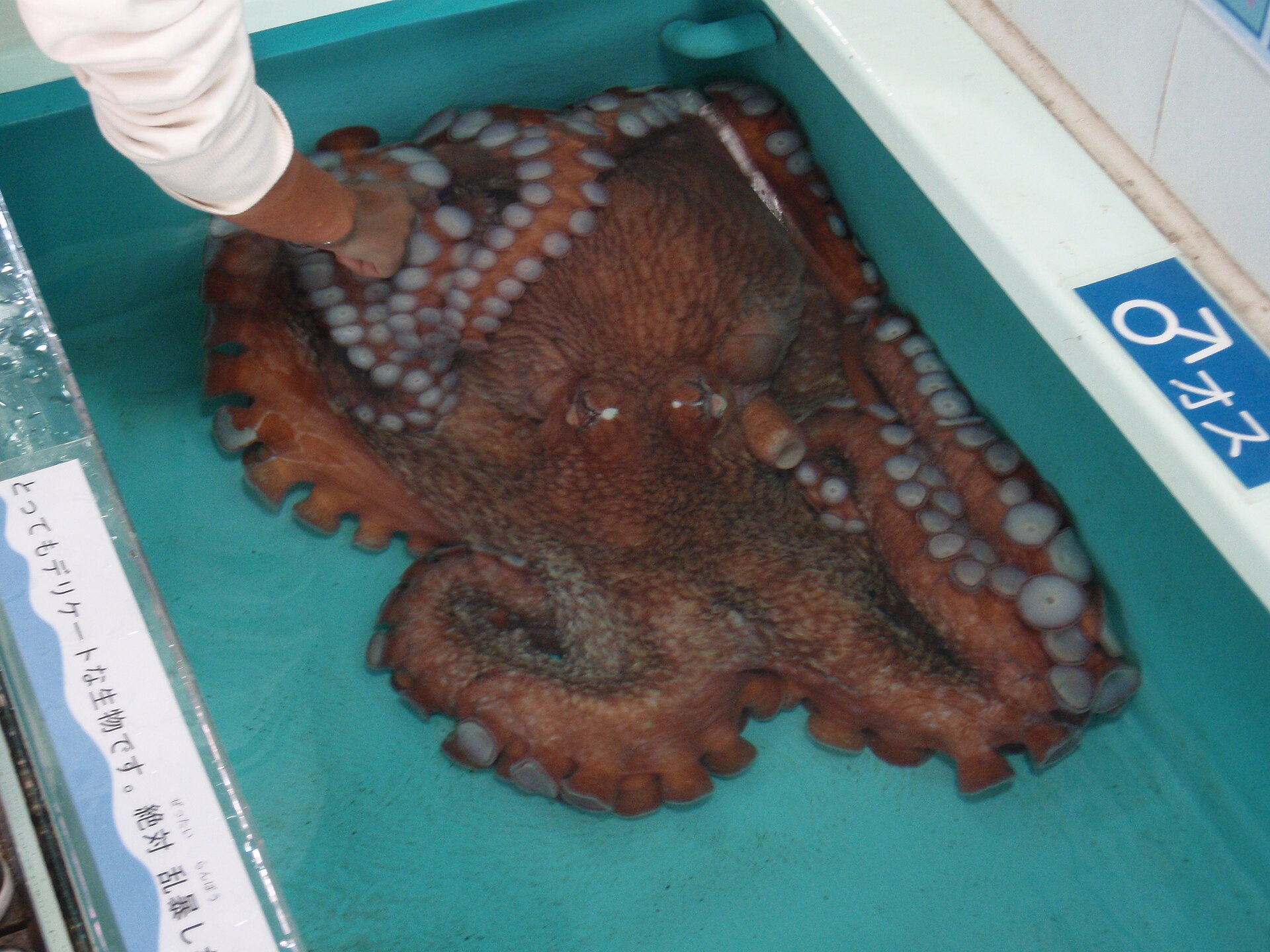 octopuses