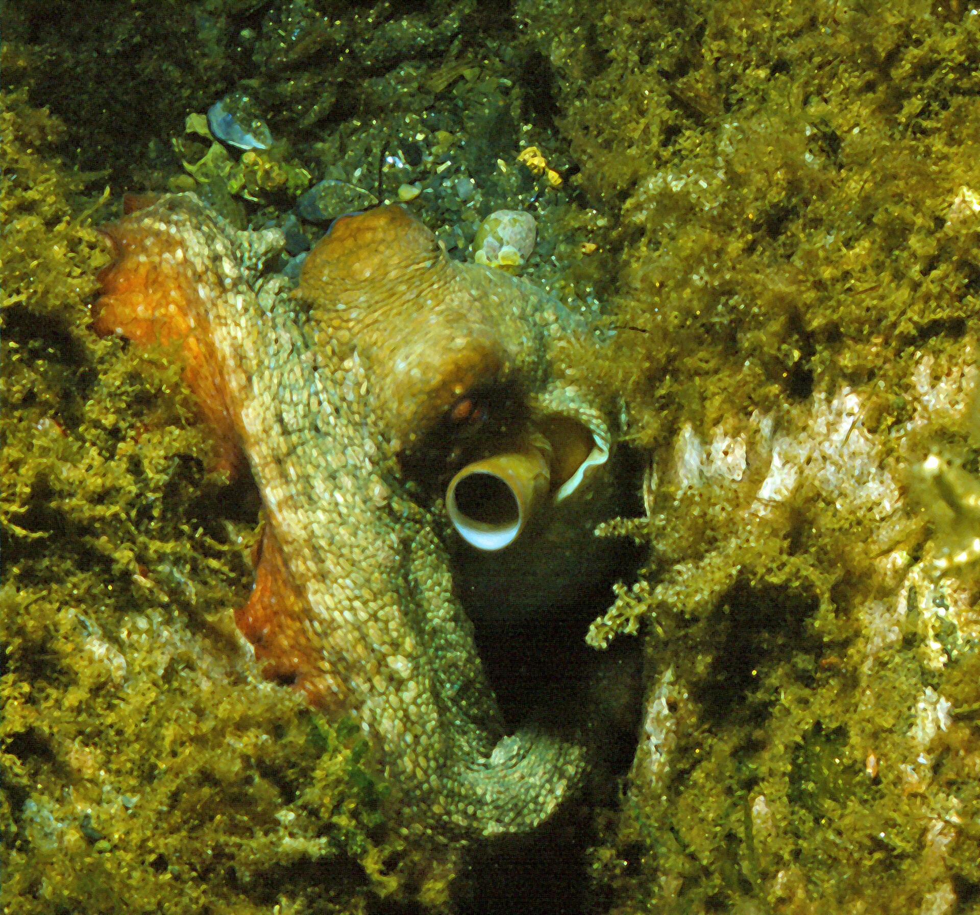 octopuses