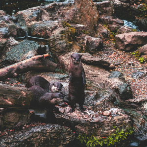 Sea Otter Plush