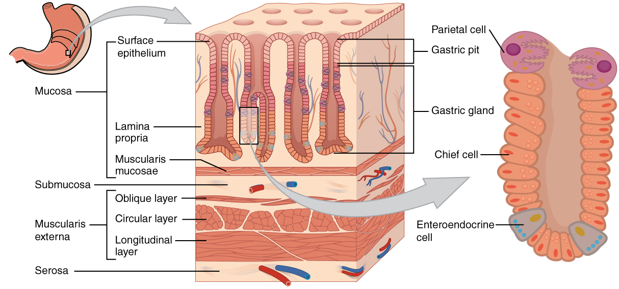 stomach lining