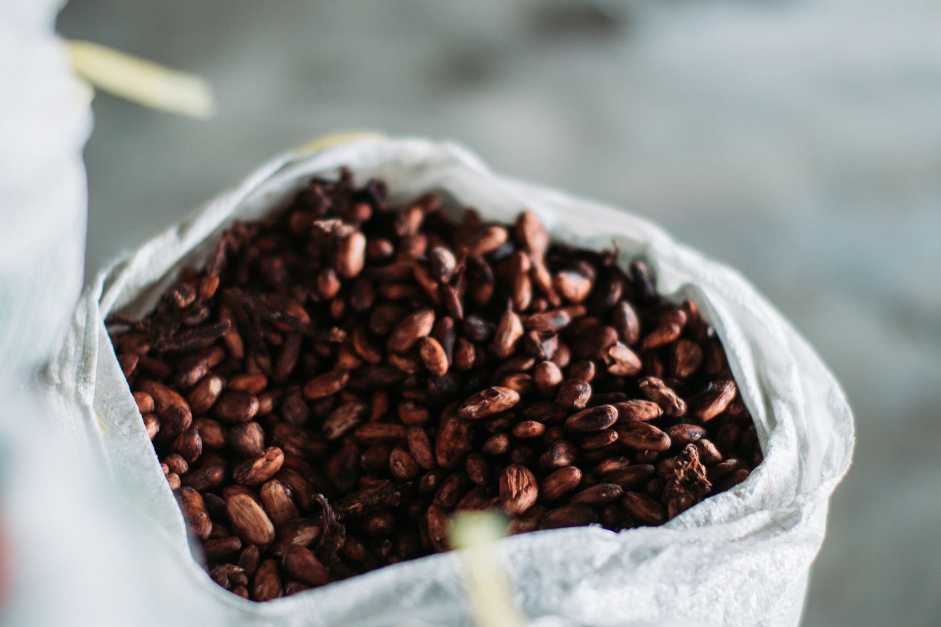 Raw cacao beans in a wooden bowl