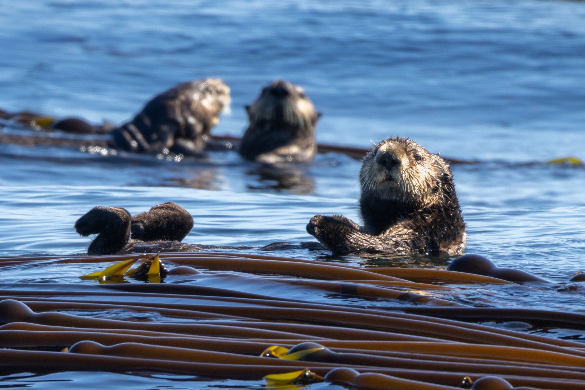 Sea otters floating on their backs in the water
