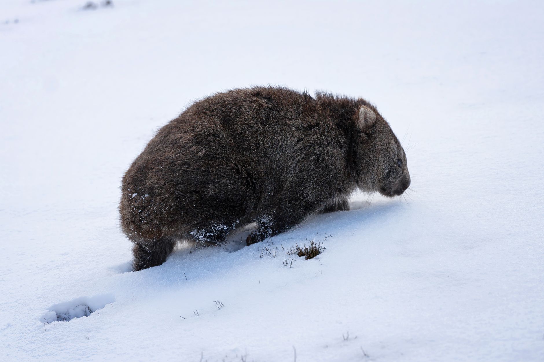 Wombat walking on grass in Australia