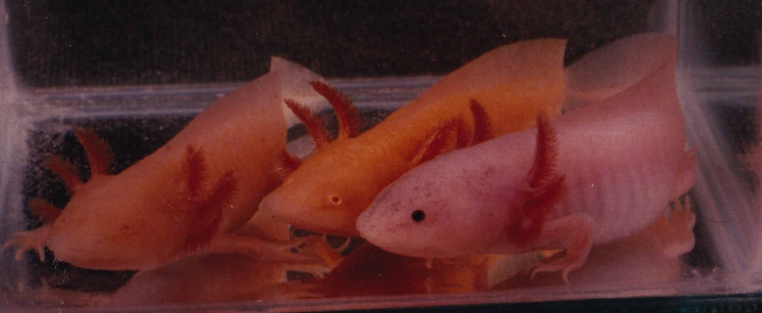axolotl