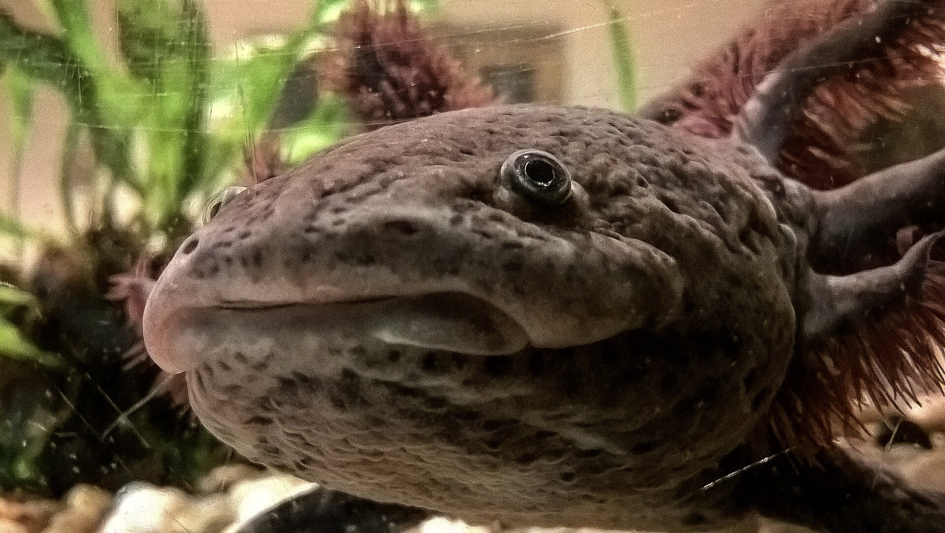 axolotl