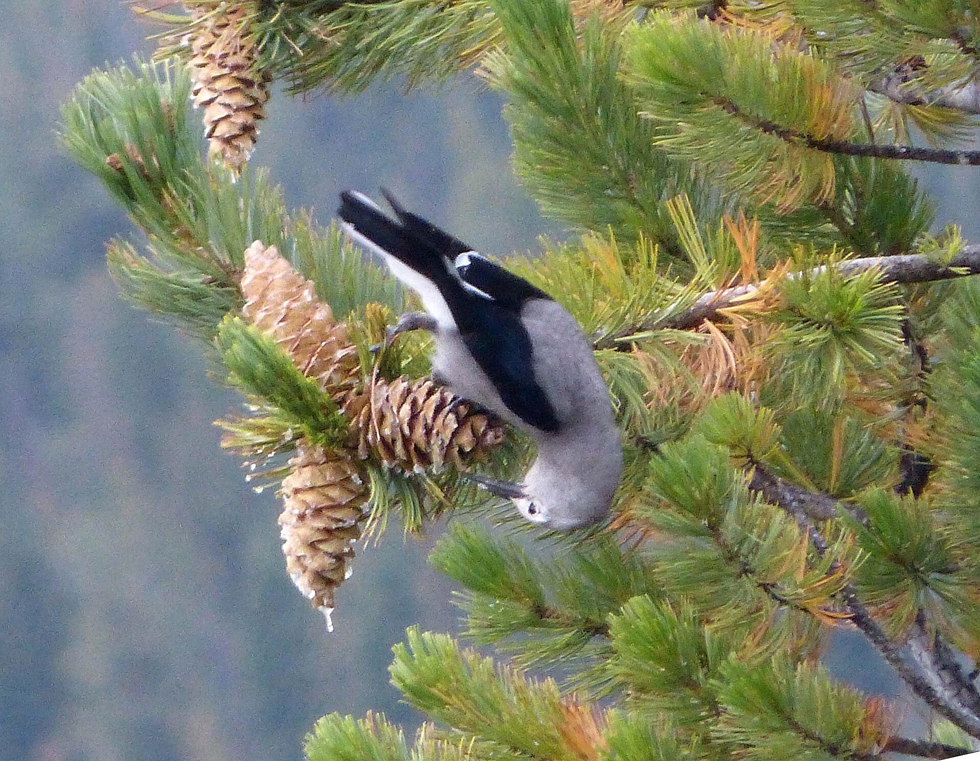 Clark's Nutcracker