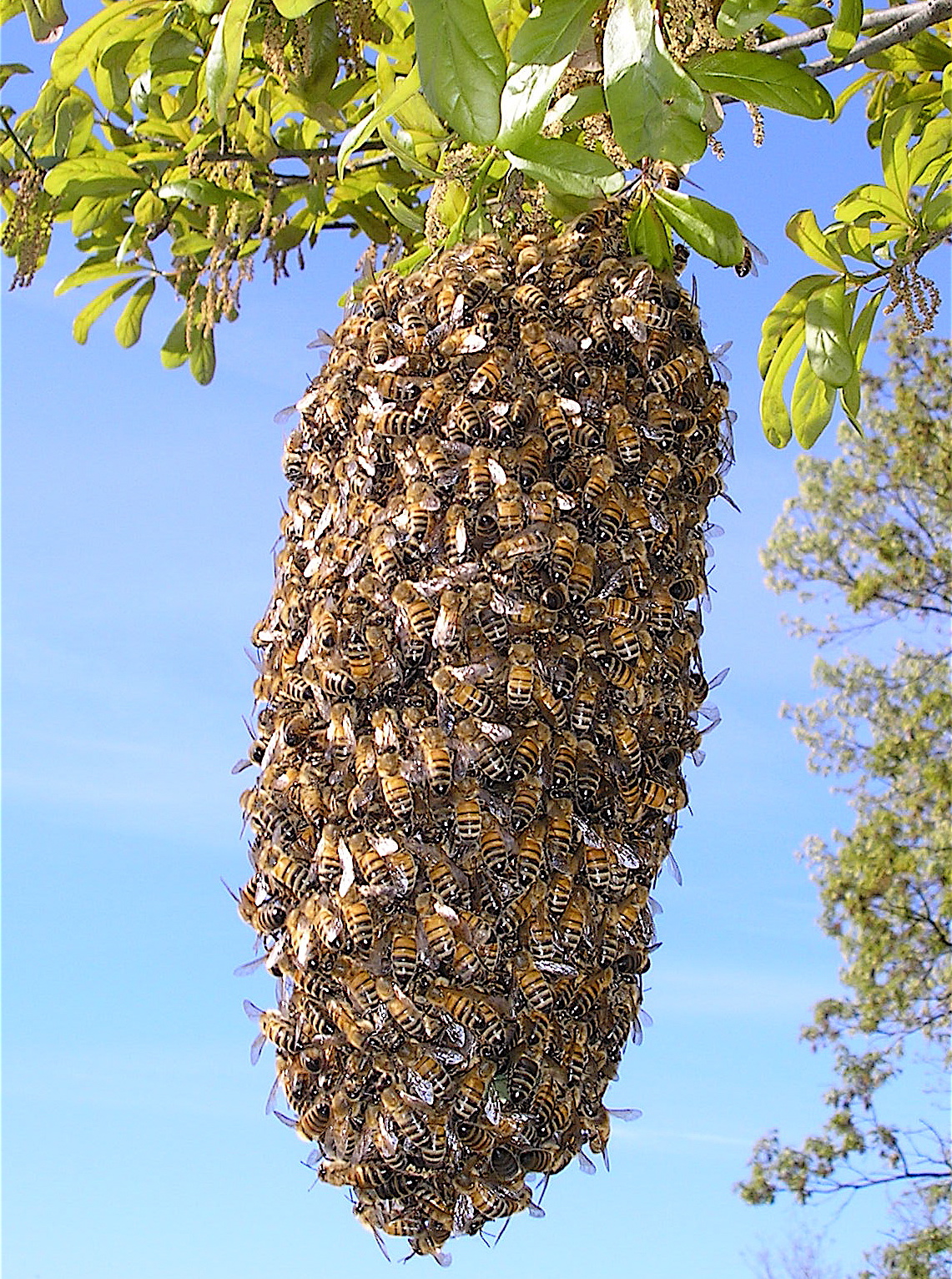 honeybee swarms