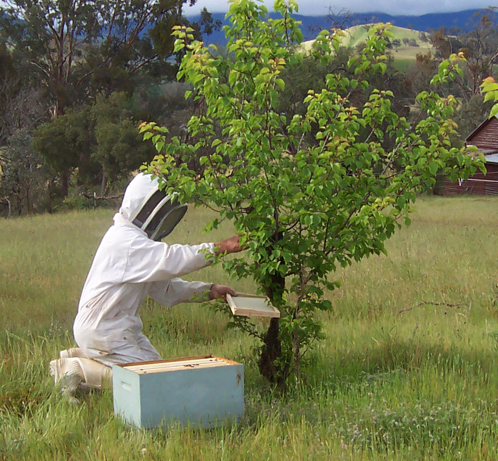 honeybee swarms