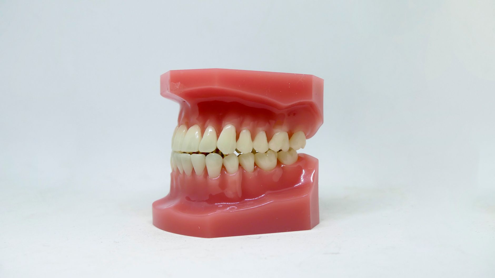 A dental model of the human upper and lower teeth, the jaw that generates our strongest bite