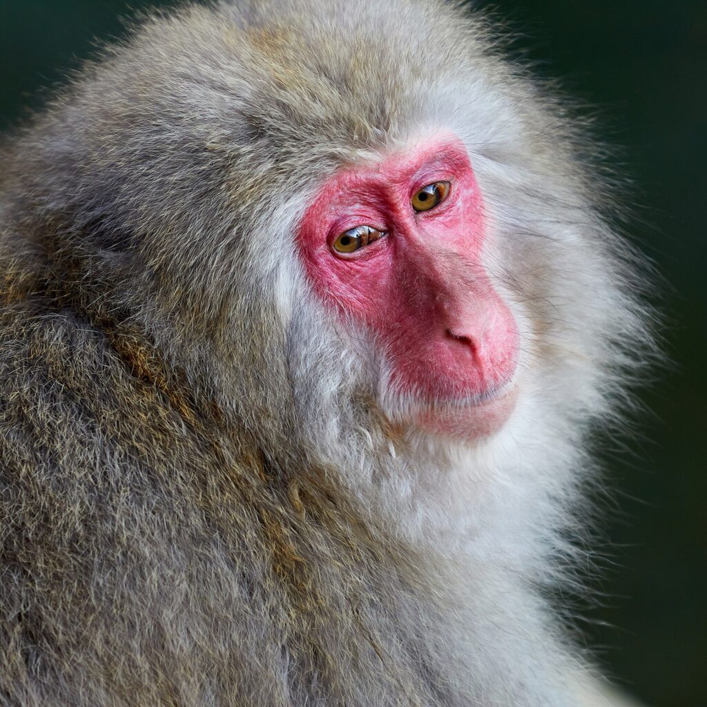 Japanese macaque monkey