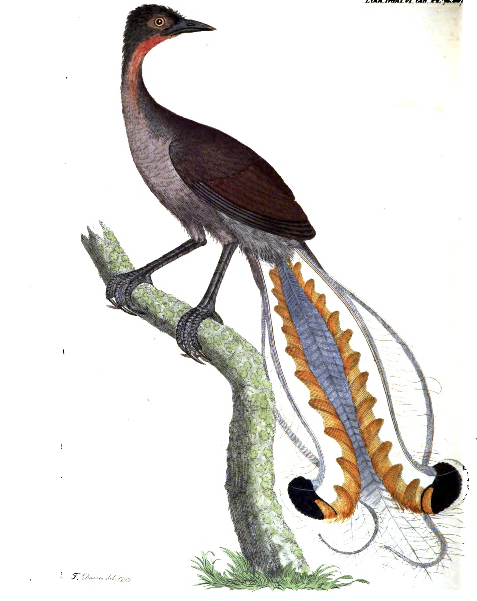 lyrebird