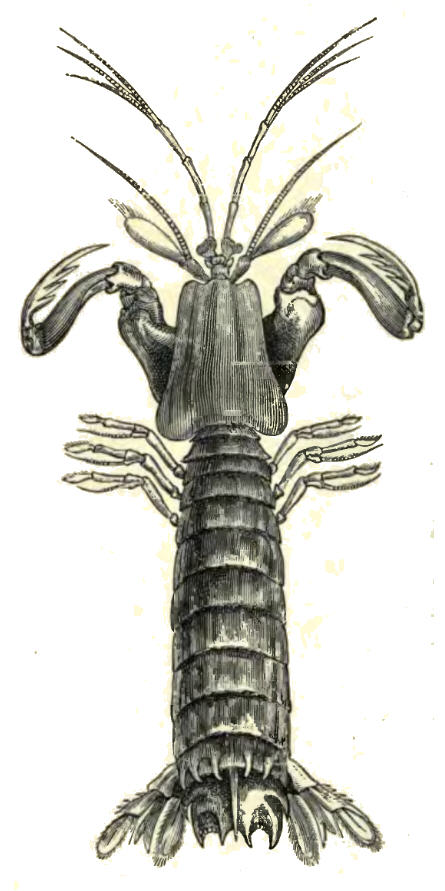 mantis shrimp