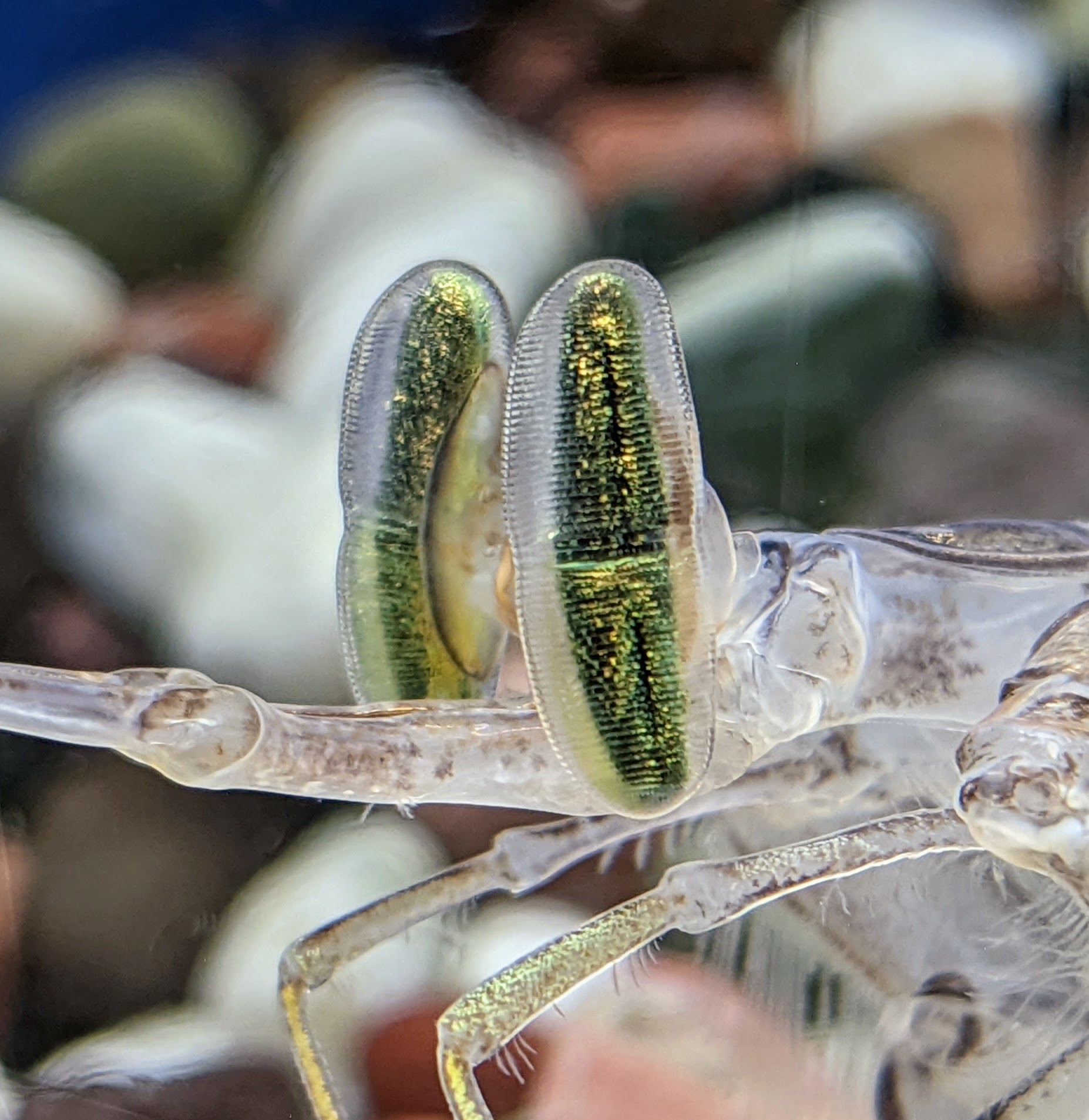 mantis shrimp