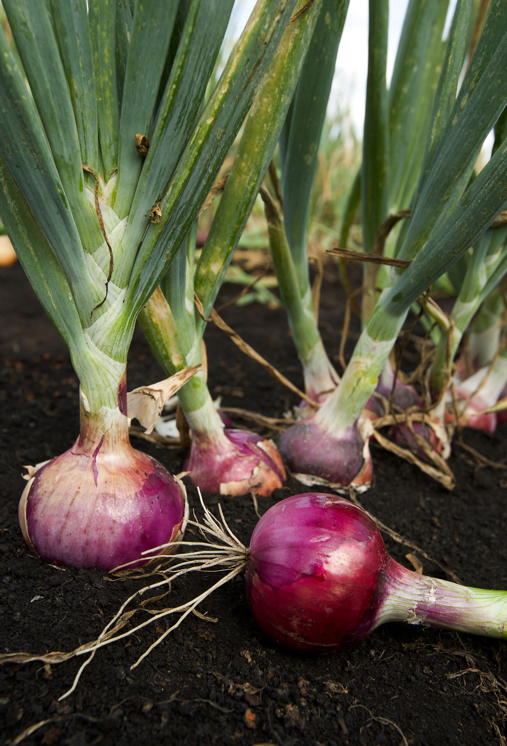 onion tears