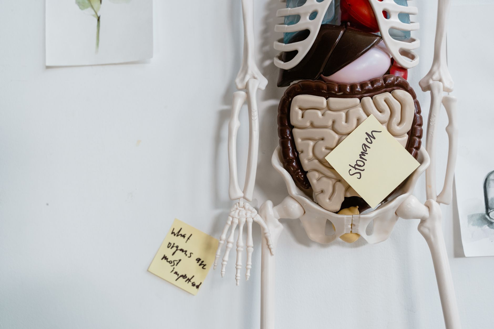 An anatomical model of the human torso with the stomach labelled