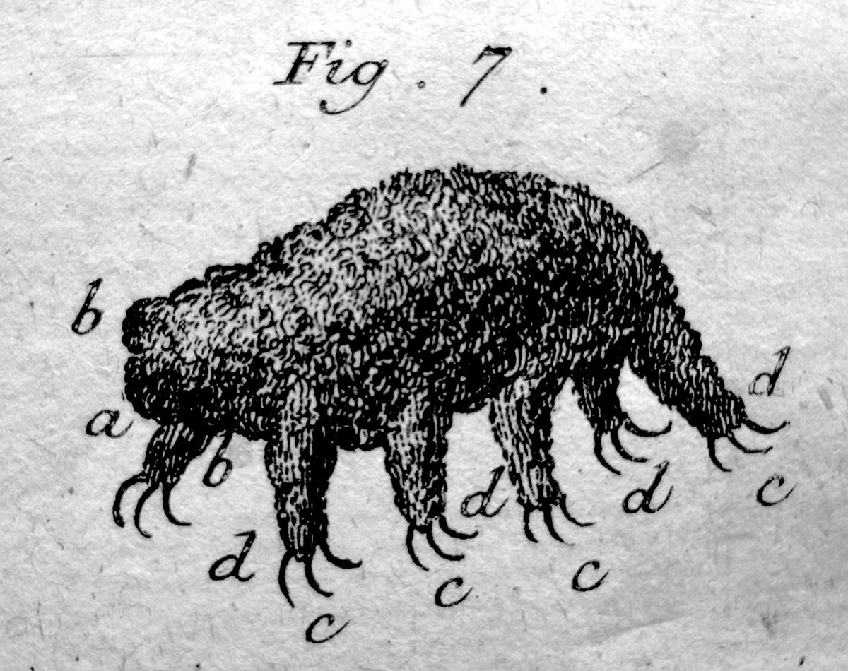 tardigrades