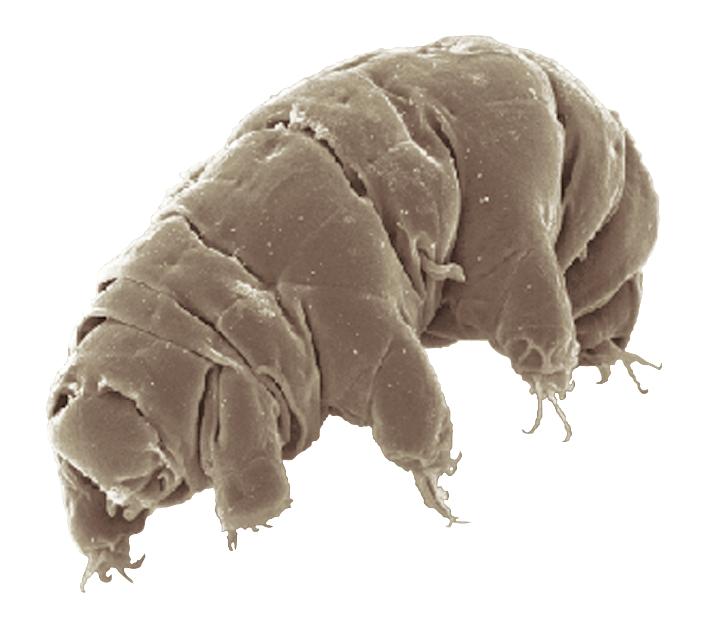 tardigrades