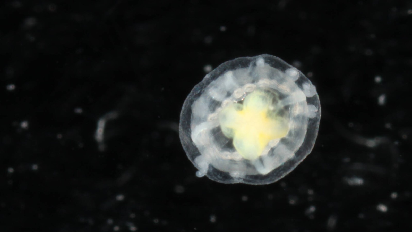 A Turritopsis dohrnii medusa, the immortal jellyfish, photographed against black water