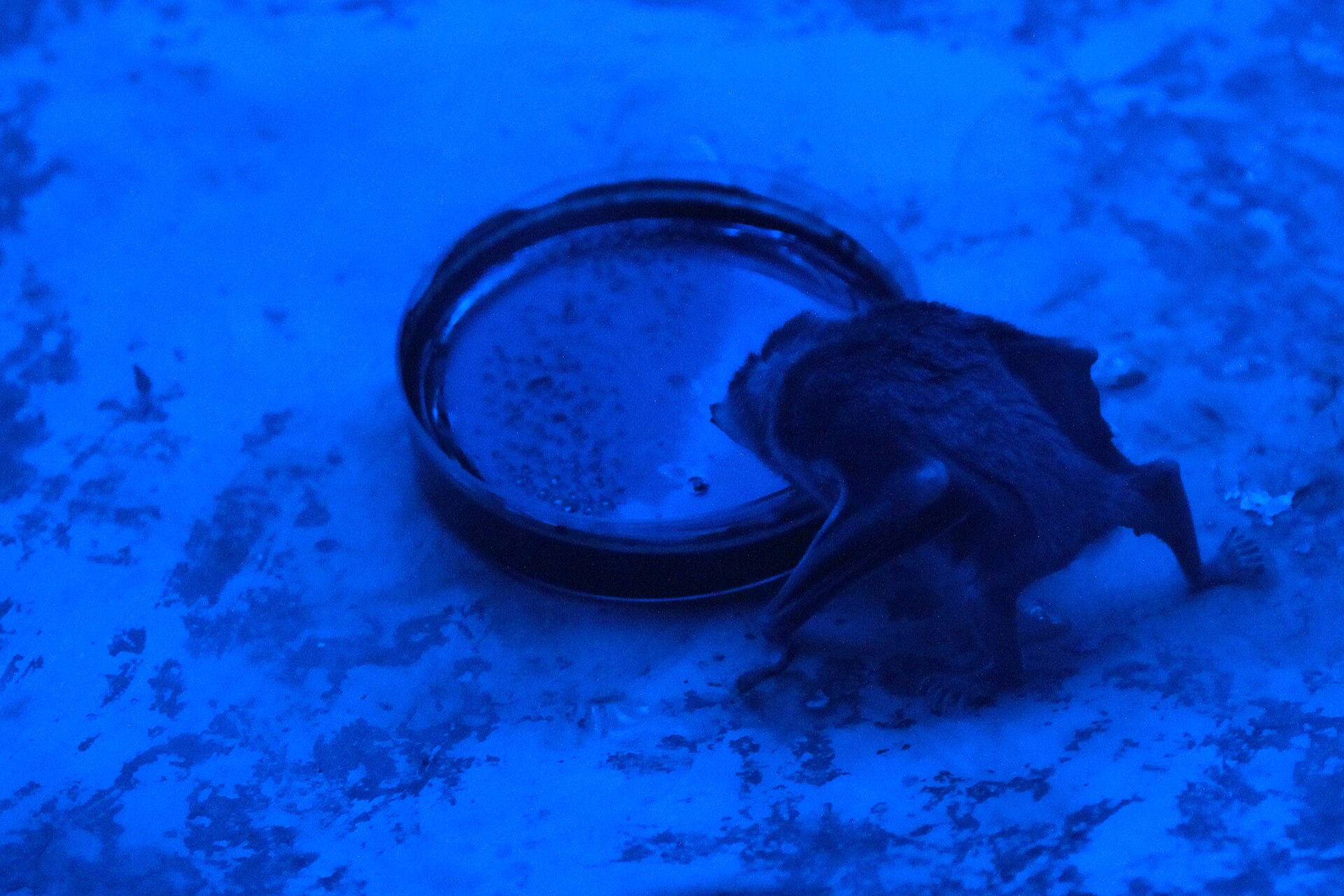 vampire bats