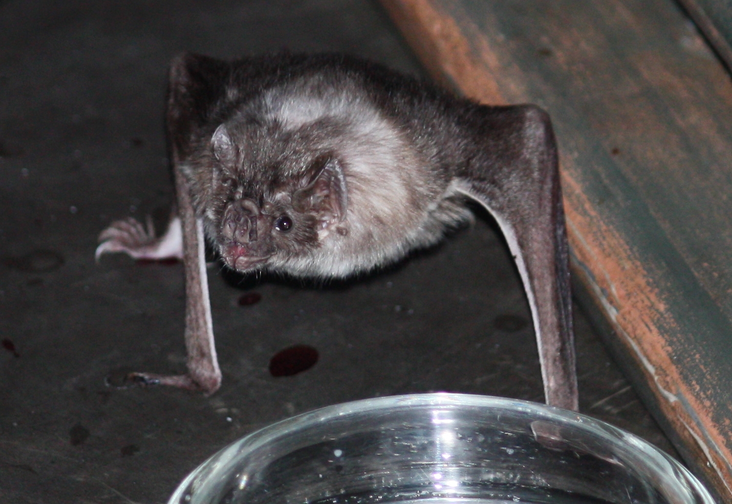 vampire bats