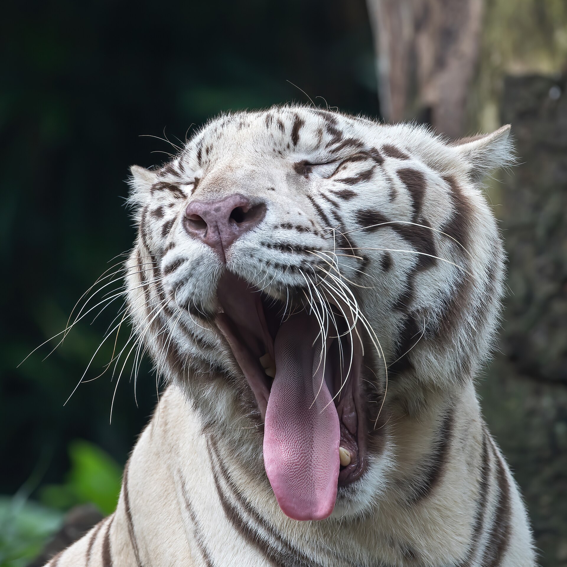 yawning
