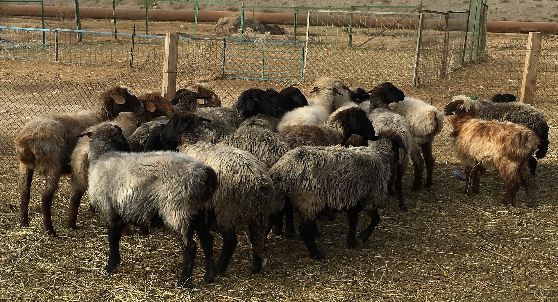 sheep